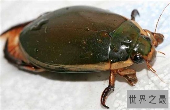 水蟑螂堪称药用食物，高蛋白低脂肪的珍贵食品