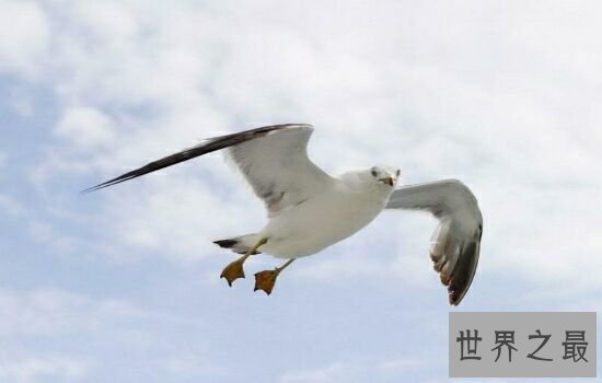 世界上十大鸟类排行榜,排名第一的鸵鸟比人的身高高两倍!