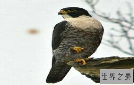 世界上十大鸟类排行榜,排名第一的鸵鸟比人的身高高两倍!