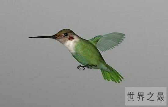 世界上十大鸟类排行榜,排名第一的鸵鸟比人的身高高两倍!