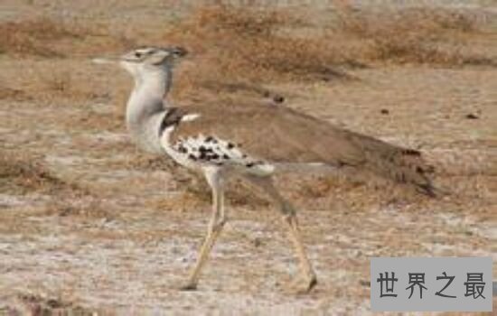 世界上十大鸟类排行榜,排名第一的鸵鸟比人的身高高两倍!