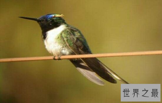 世界上十大鸟类排行榜,排名第一的鸵鸟比人的身高高两倍!