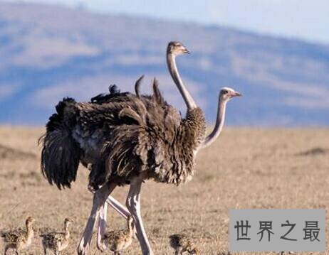 世界上十大鸟类排行榜,排名第一的鸵鸟比人的身高高两倍!