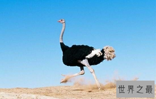 世界上十大鸟类排行榜,排名第一的鸵鸟比人的身高高两倍!