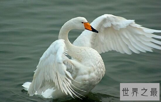 世界上十大鸟类排行榜,排名第一的鸵鸟比人的身高高两倍!