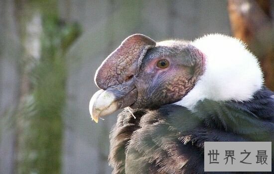 世界上十大鸟类排行榜,排名第一的鸵鸟比人的身高高两倍!