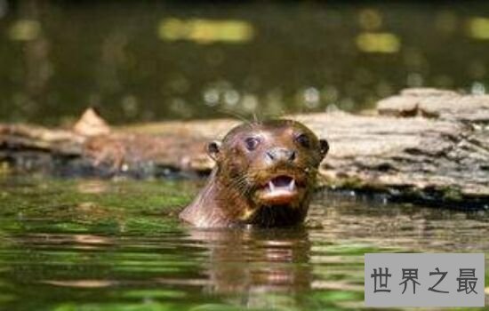 亚马逊杀手排行榜,听到竟然让人有种毛骨悚然的感觉!