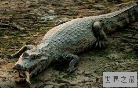 亚马逊杀手排行榜,听到竟然让人有种毛骨悚然的感觉!