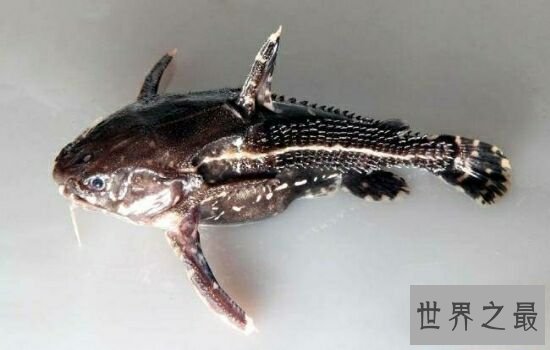 亚马逊杀手排行榜,听到竟然让人有种毛骨悚然的感觉!