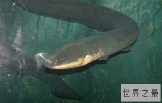 亚马逊杀手排行榜,听到竟然让人有种毛骨悚然的感觉!