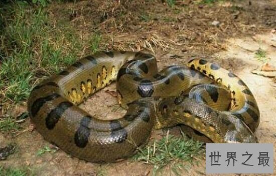 亚马逊杀手排行榜,听到竟然让人有种毛骨悚然的感觉!