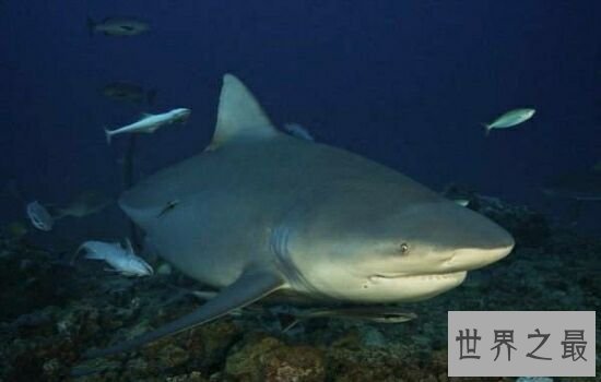 亚马逊杀手排行榜,听到竟然让人有种毛骨悚然的感觉!