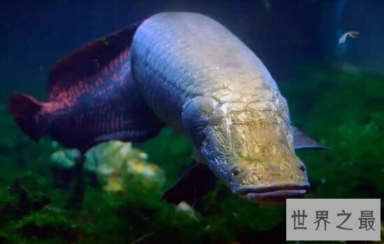 亚马逊杀手排行榜,听到竟然让人有种毛骨悚然的感觉!