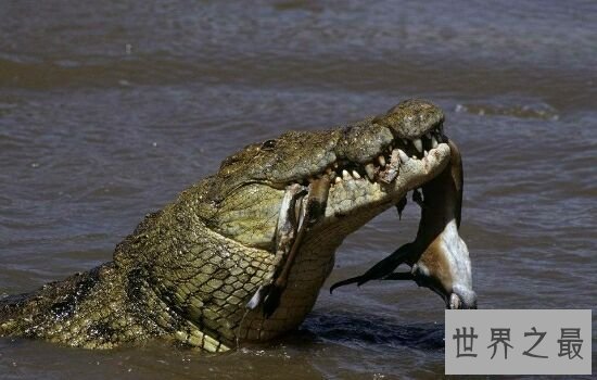 亚马逊杀手排行榜,听到竟然让人有种毛骨悚然的感觉!