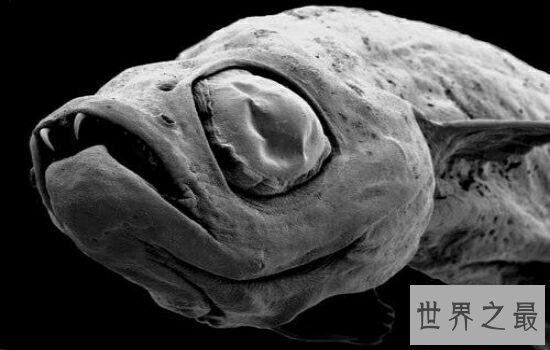 亚马逊杀手排行榜,听到竟然让人有种毛骨悚然的感觉!