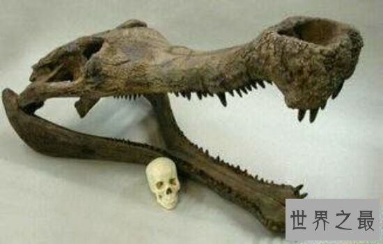 史前四大最大型鳄鱼, 你见过牙齿比成人还大的古鳄吗?