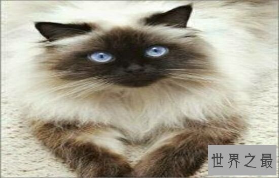 史上最丑的猫品种排名第一的猫丑哭了,虽然丑但却很贵!