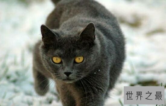 史上最丑的猫品种排名第一的猫丑哭了,虽然丑但却很贵!