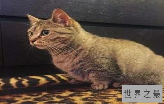 史上最丑的猫品种排名第一的猫丑哭了,虽然丑但却很贵!