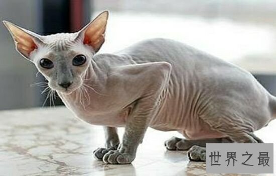 史上最丑的猫品种排名第一的猫丑哭了,虽然丑但却很贵!