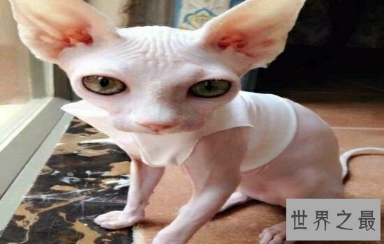 史上最丑的猫品种排名第一的猫丑哭了,虽然丑但却很贵!