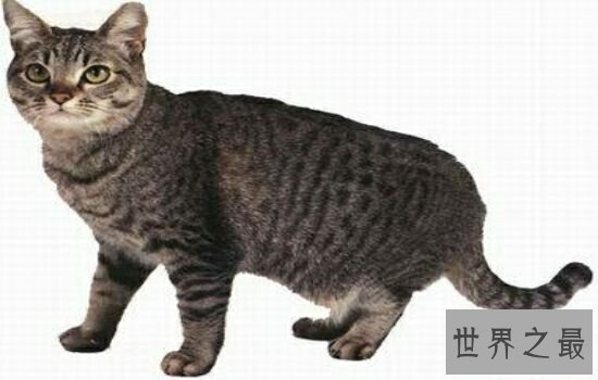 史上最丑的猫品种排名第一的猫丑哭了,虽然丑但却很贵!