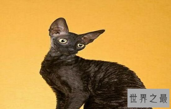 史上最丑的猫品种排名第一的猫丑哭了,虽然丑但却很贵!