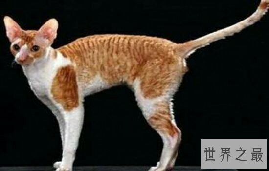 史上最丑的猫品种排名第一的猫丑哭了,虽然丑但却很贵!