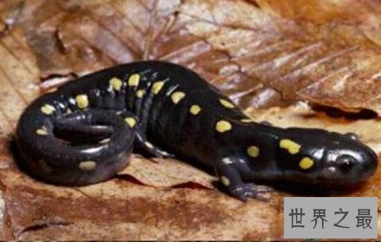 史上十大巨兽排行榜中,我们最熟悉的恐龙竟然不在内!