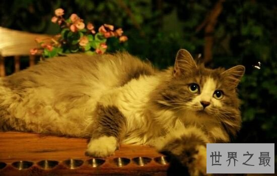 盘点史上最萌的猫咪，排行第一的猫咪竟然get不到点！