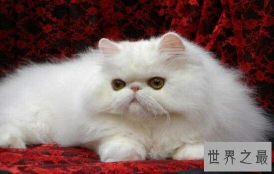 盘点史上最萌的猫咪，排行第一的猫咪竟然get不到点！