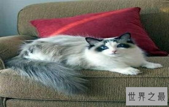 盘点史上最萌的猫咪，排行第一的猫咪竟然get不到点！