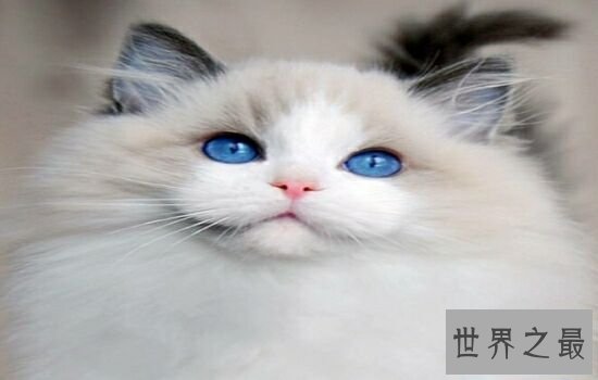 盘点史上最萌的猫咪，排行第一的猫咪竟然get不到点！