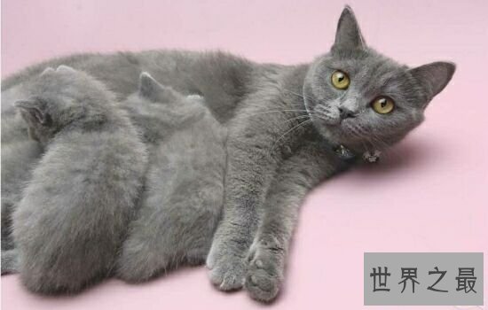 盘点史上最萌的猫咪，排行第一的猫咪竟然get不到点！