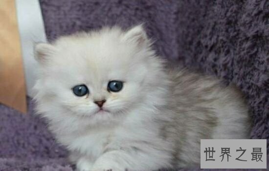 盘点史上最萌的猫咪，排行第一的猫咪竟然get不到点！