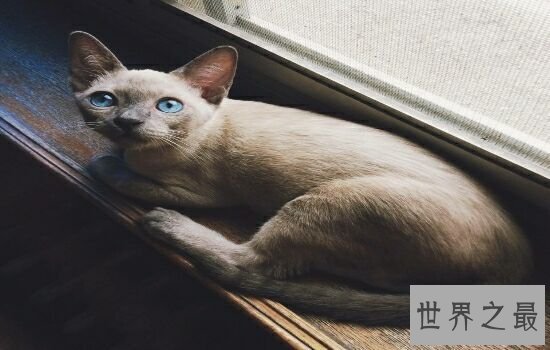 盘点史上最萌的猫咪，排行第一的猫咪竟然get不到点！