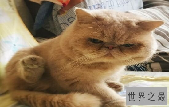 盘点史上最萌的猫咪，排行第一的猫咪竟然get不到点！