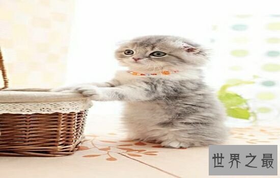 盘点史上最萌的猫咪，排行第一的猫咪竟然get不到点！