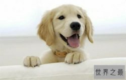 世界上最美的狗原来长这样，这也太讨人喜欢了吧！