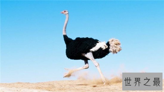 世界上最大的鸟，帝企鹅竟然也名列其中！