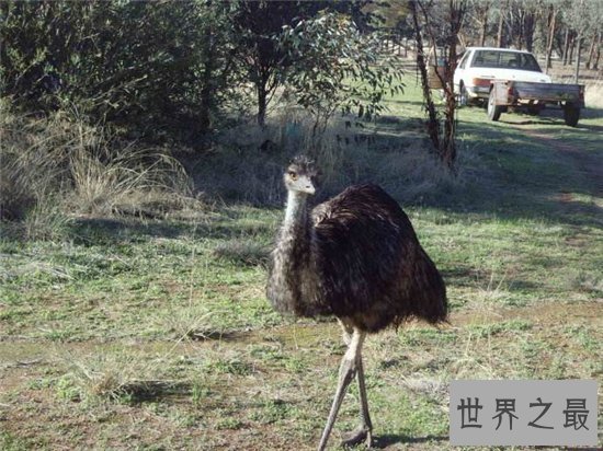 世界上最大的鸟，帝企鹅竟然也名列其中！