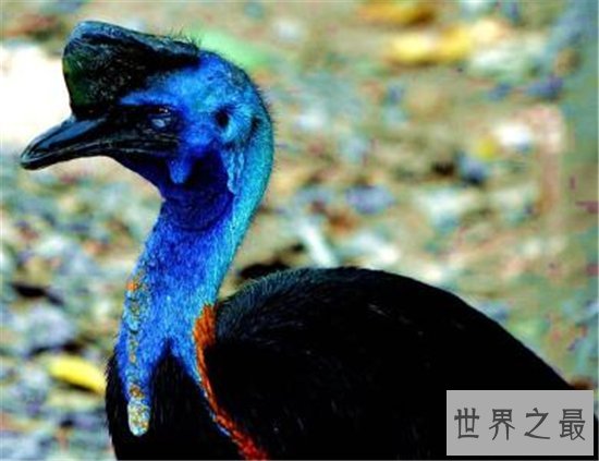 世界上最大的鸟，帝企鹅竟然也名列其中！