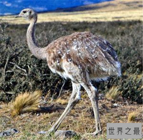 世界上最大的鸟，帝企鹅竟然也名列其中！