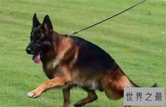 世界上最贵的狗排行榜，一只狗的身价够你奋斗一辈子的！