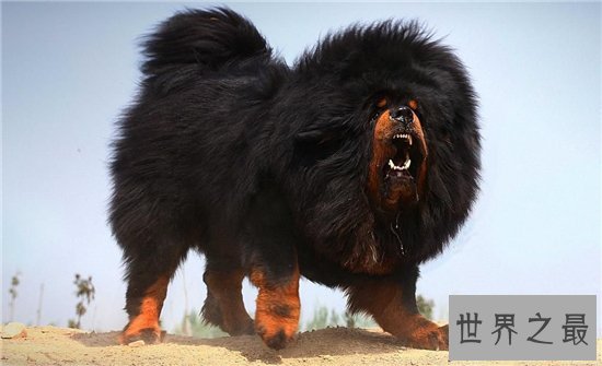 世界上最贵的狗排行榜，一只狗的身价够你奋斗一辈子的！