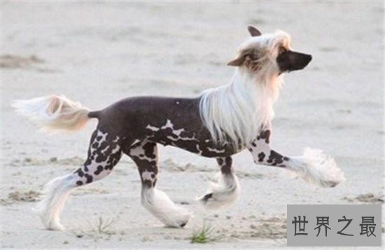 世界上最贵的狗排行榜，一只狗的身价够你奋斗一辈子的！