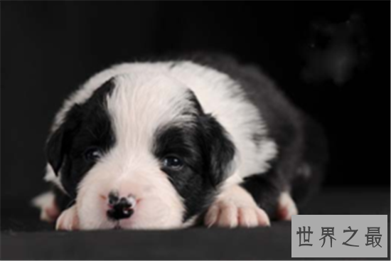 世界上最贵的狗排行榜，一只狗的身价够你奋斗一辈子的！