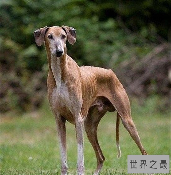 世界上最贵的狗排行榜，一只狗的身价够你奋斗一辈子的！