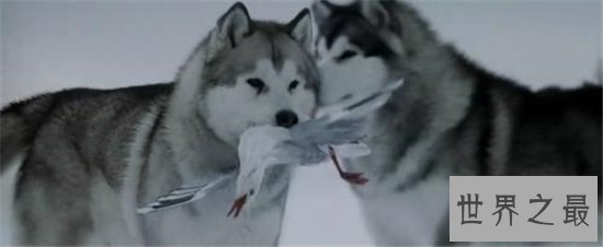 世界上最贵的狗排行榜，一只狗的身价够你奋斗一辈子的！