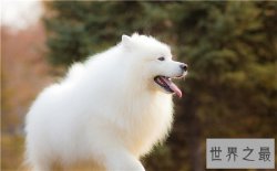 世界上最贵的狗排行榜，一只狗的身价够你奋斗一辈子的！